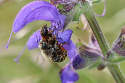 Réf. 253 800 : Osmia aurulenta